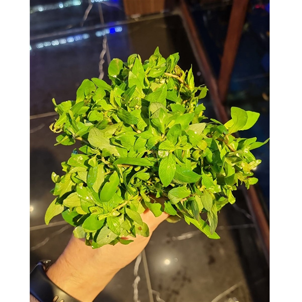 Hygrophila rosanervis (submerge)GLB334