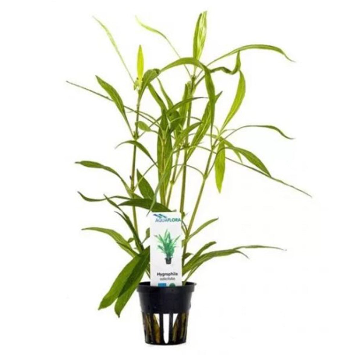 Hygrophila Salicifolia bitki-443