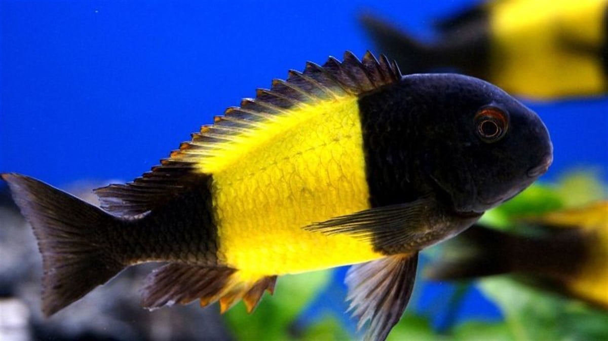 İKOLA KAISER TROPHEUS canlı 54534