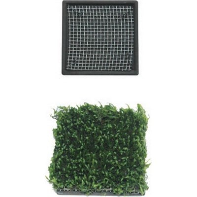 ISTA BİTKİ TABAN SERAMİK 5 CM KARE