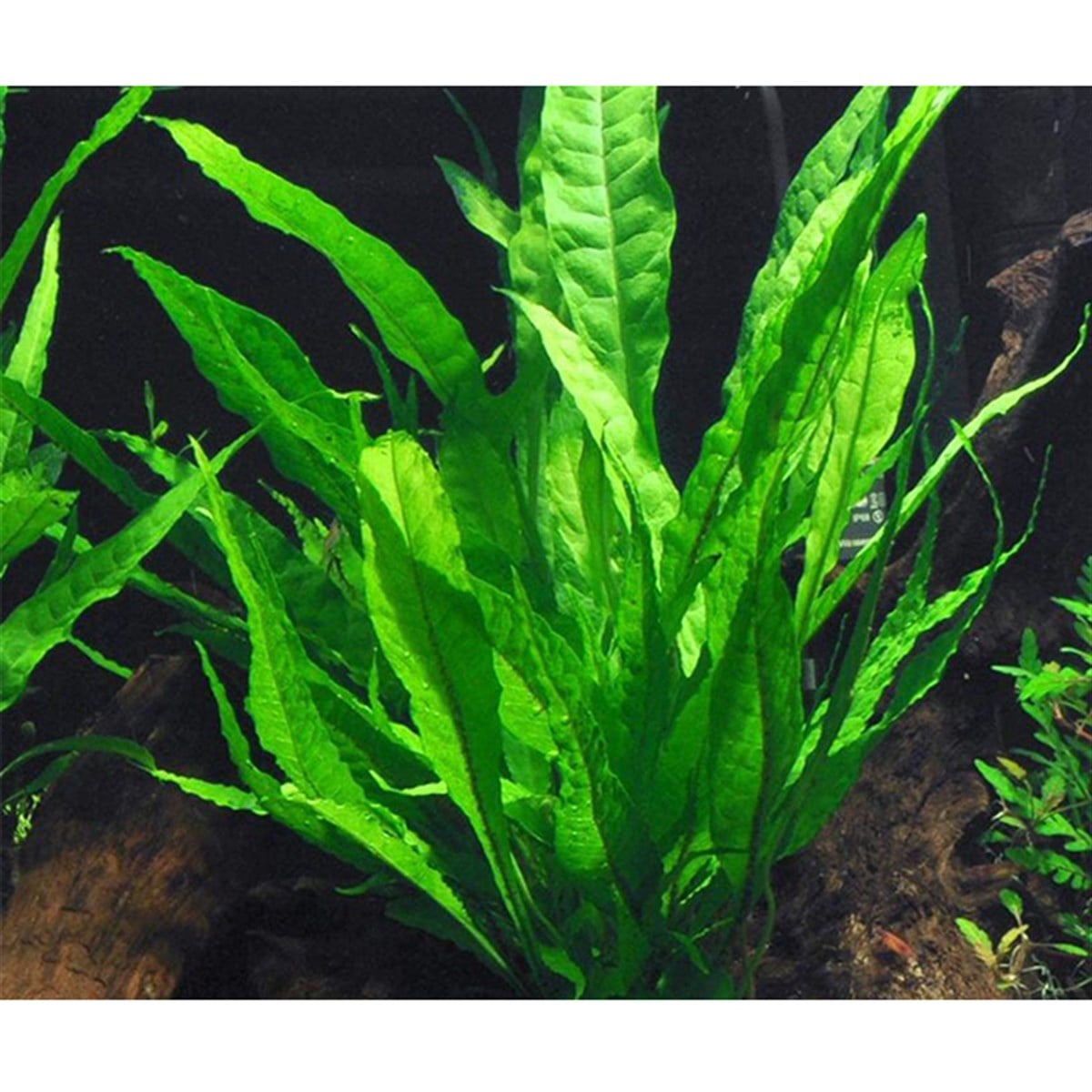 JAVA FERNSP1175