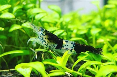 KARBON RİLİ KARİDES