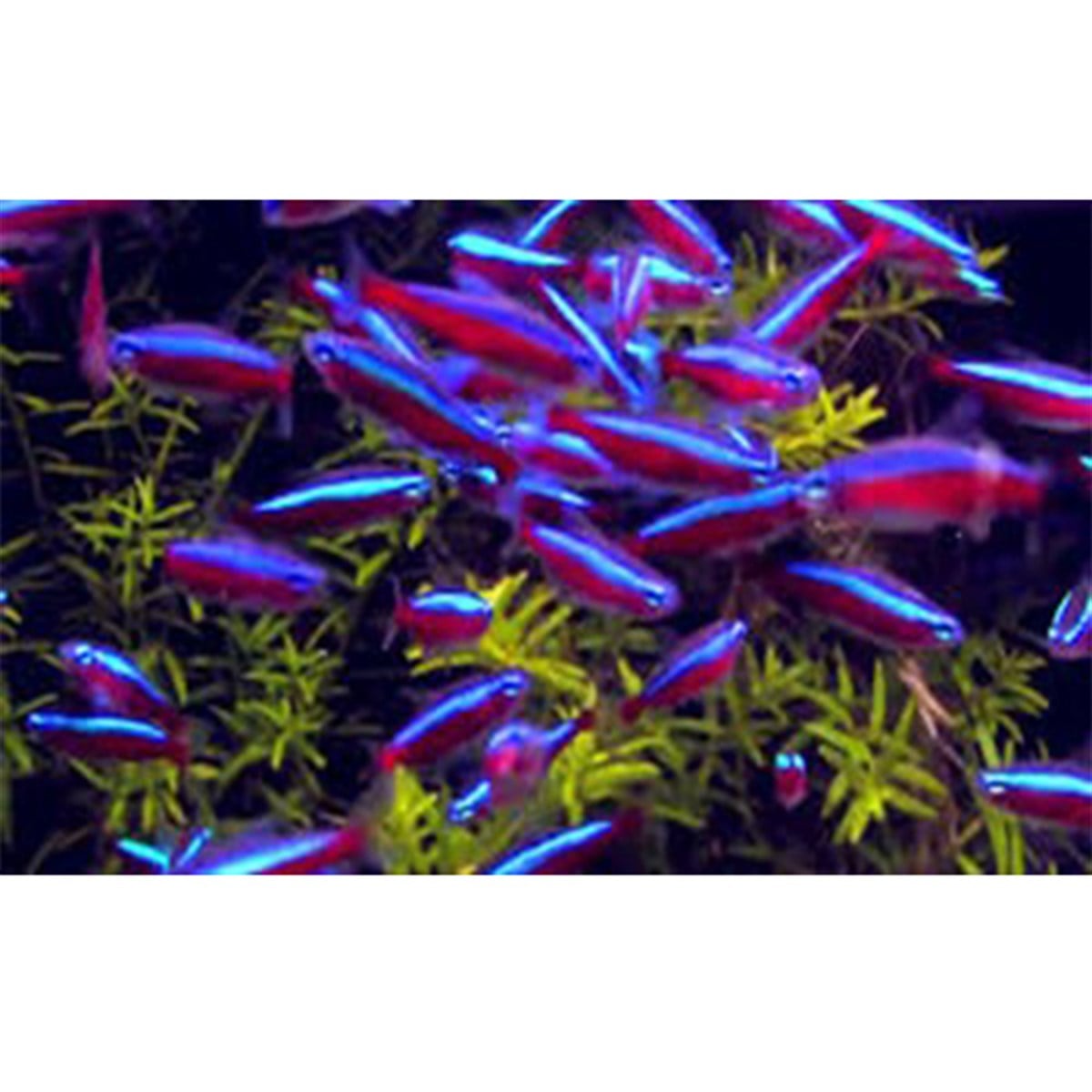 Kardinal Neoncanlı-123