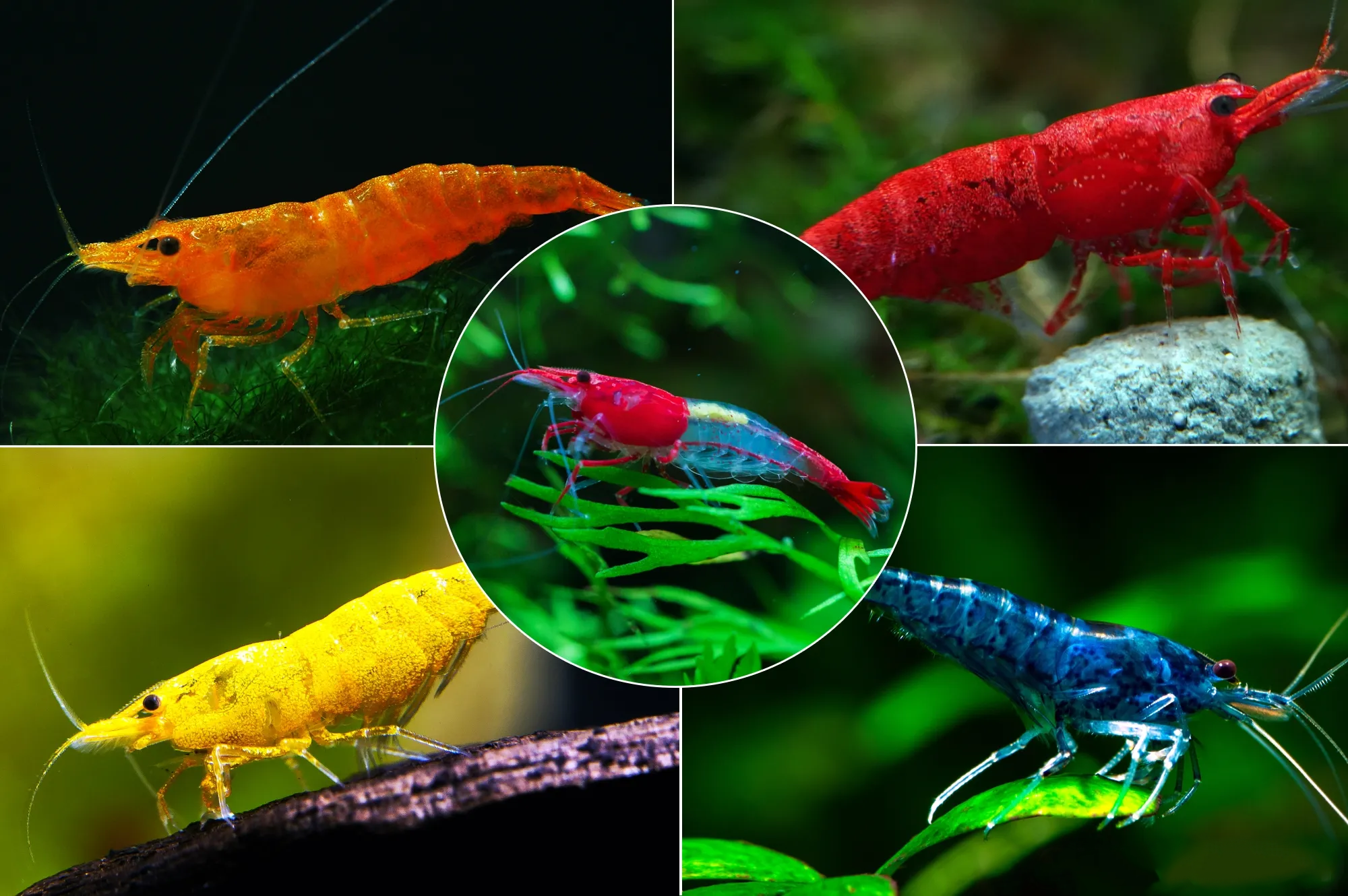 Karışık Karides PaketiMıxkrds