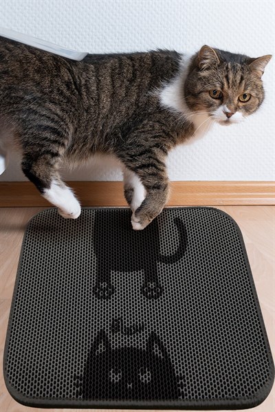 KEDİ KUMU PASPASI BOUNCE