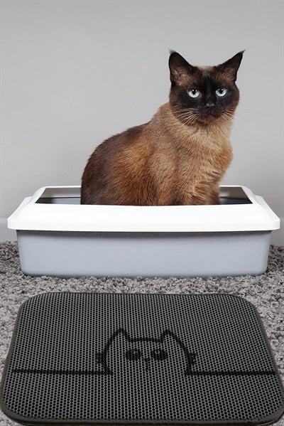 KEDİ KUMU PASPASI HIDE