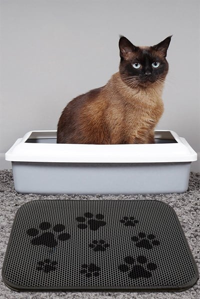 KEDİ KUMU PASPASI TRACE