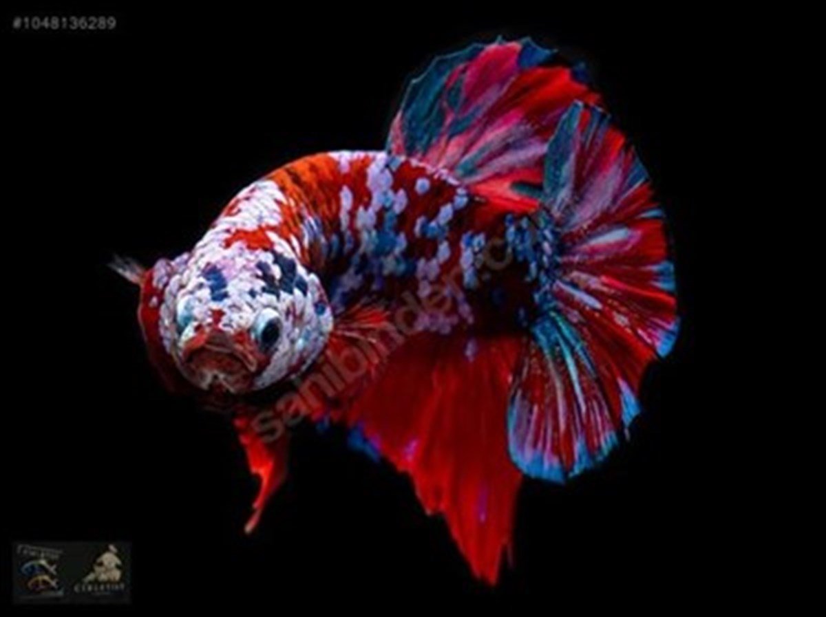 KOİ GALAXY BETTA BALIKLARI