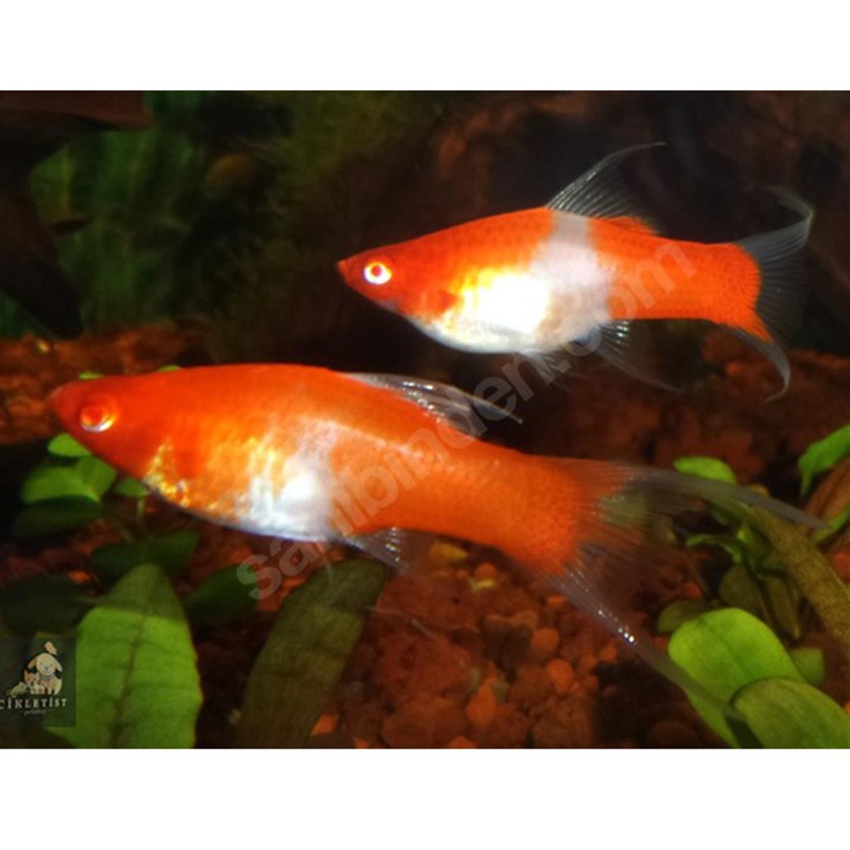 KOİ KILIÇ KUYRUKcanlı-255