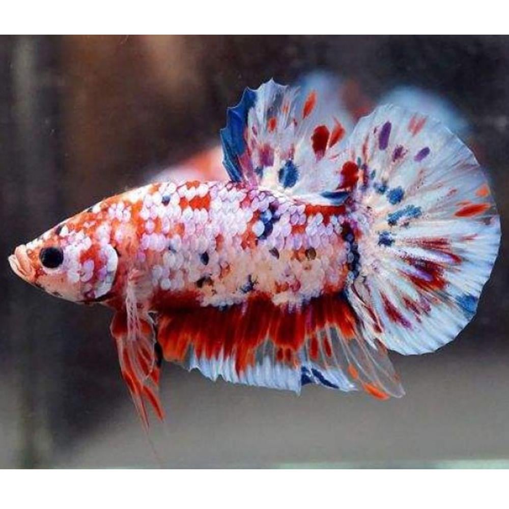 KOİ PLAKAT DİŞİ BETTAcanlı-411