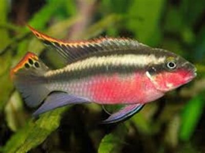 Kribensis 