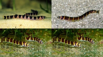 KUHLİ LOACH BALIKLARI