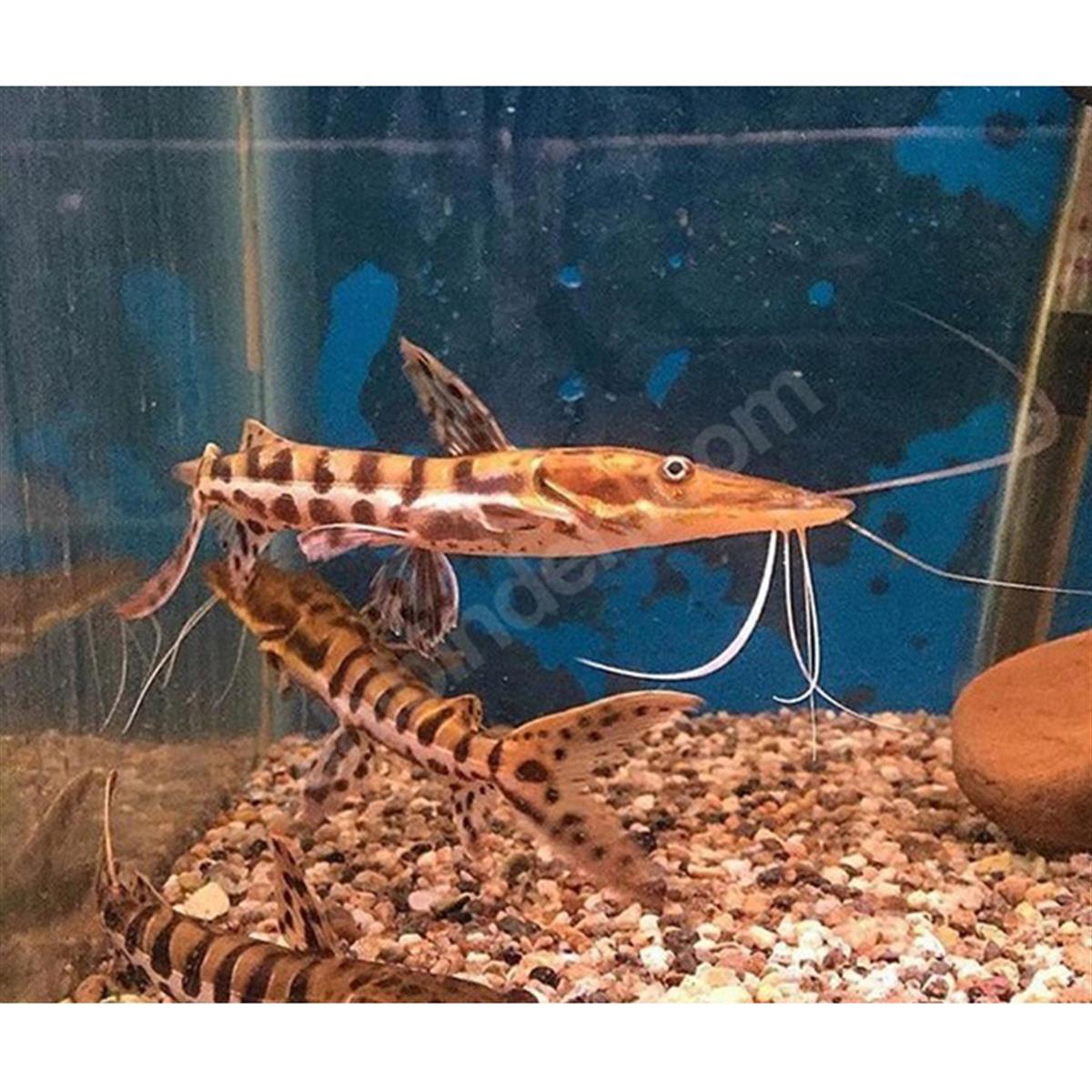 KÜREK BURUN BALIKLARIcanlı-322