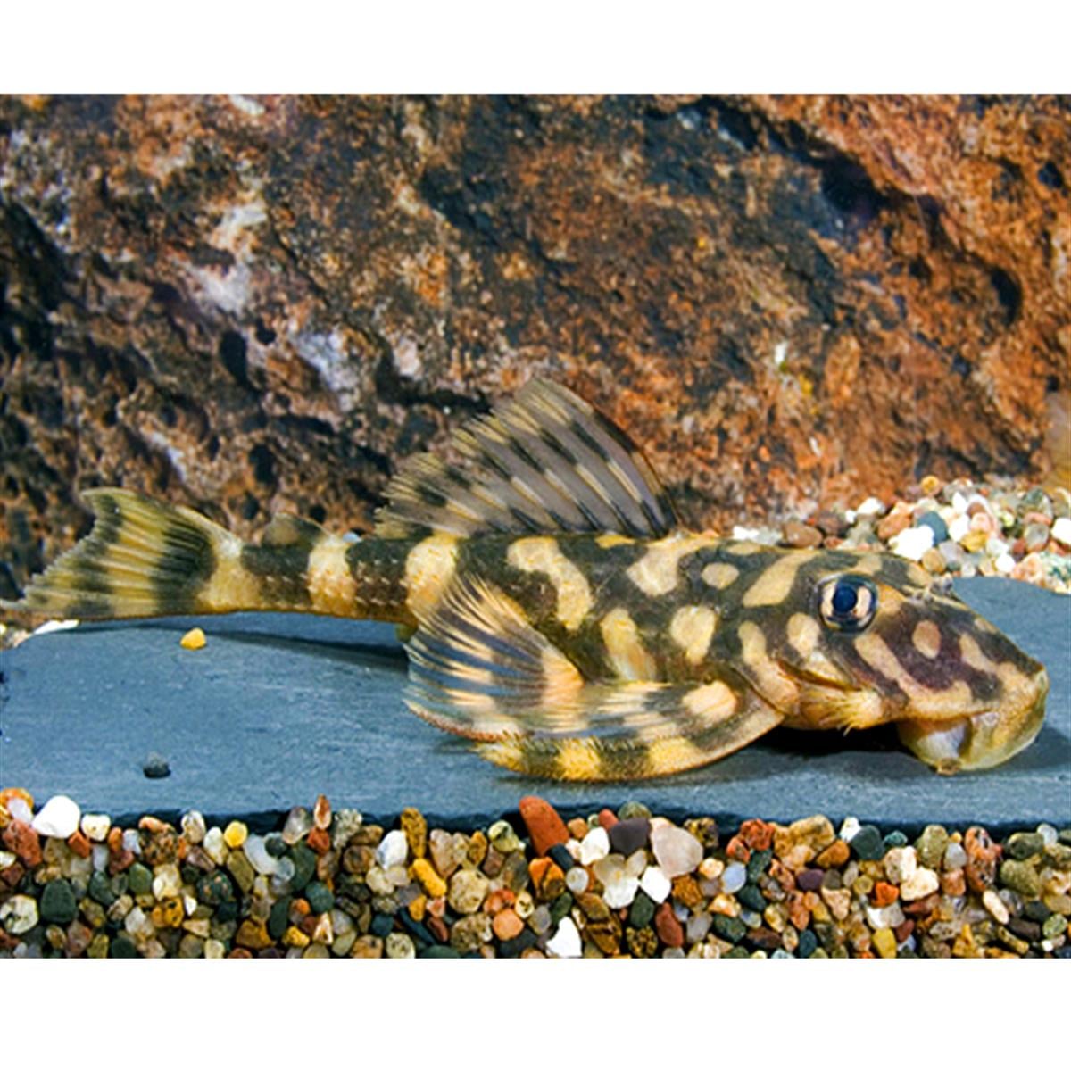 L-052 Pleco Dekeyseria Sp.canlı-341