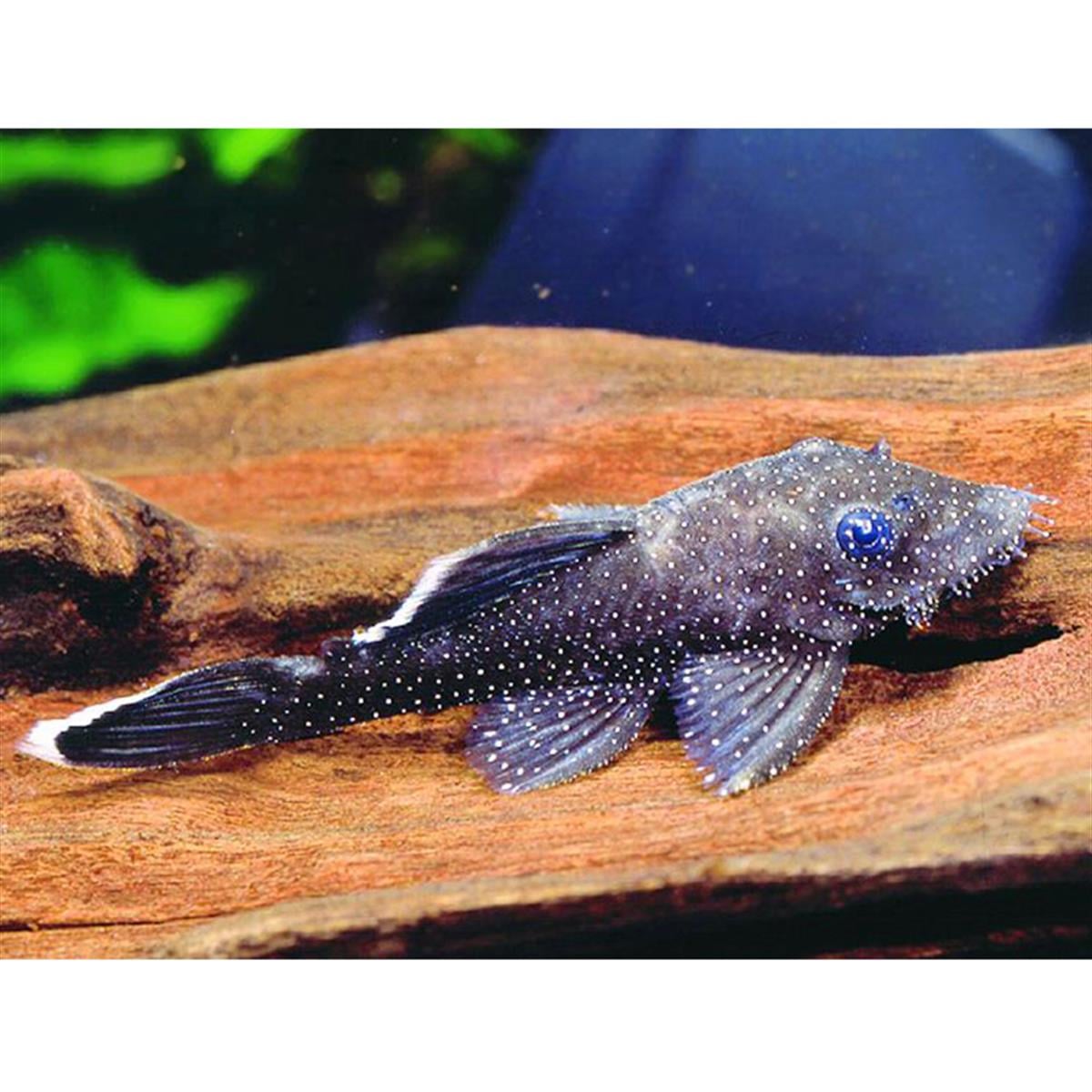 L-059A Ancistrus Hoplogenyscanlı-355