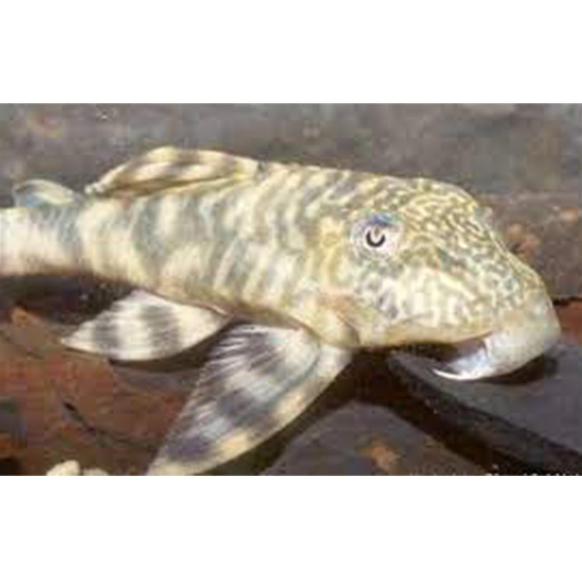 L-069 Peckoltia Ucayalensiscanlı-352