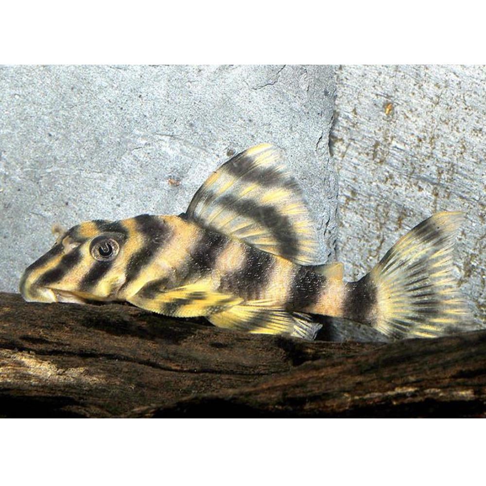L-103 CLOWN PLECOcanlı-406