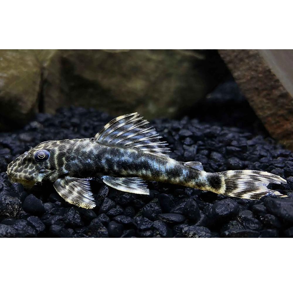 L-127 ZEBRA PLECOcanlı-407
