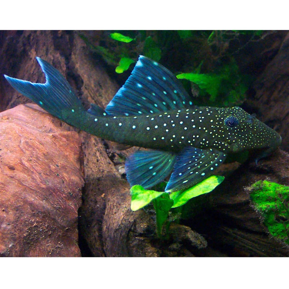 L-128 Blue Phantomcanlı-345