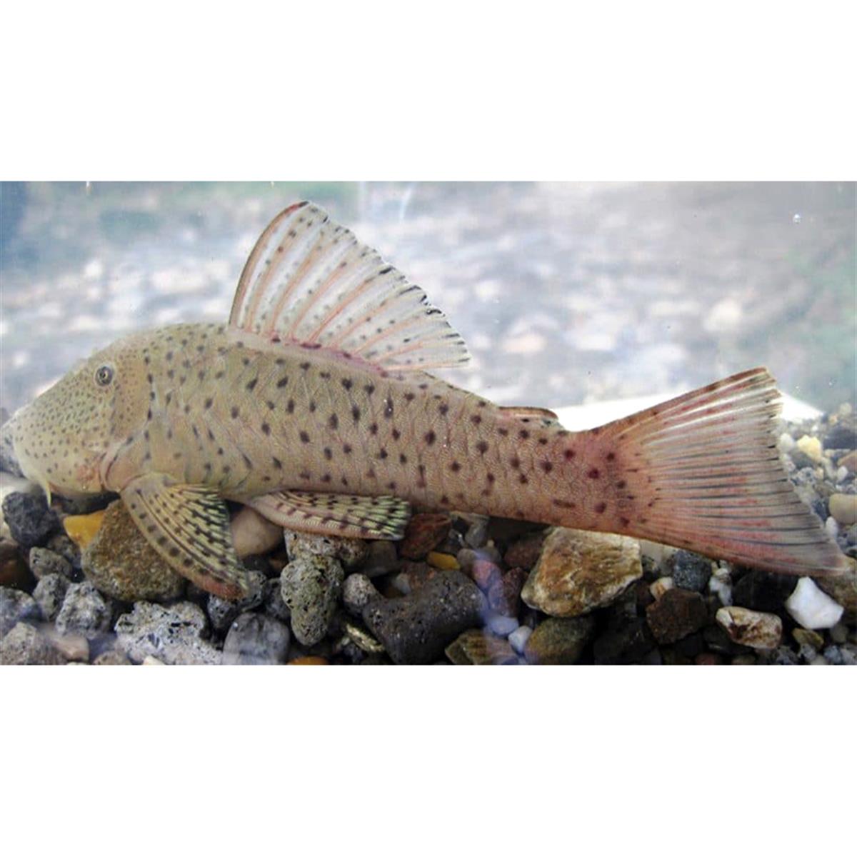 L-146 Albino Plecocanlı-347