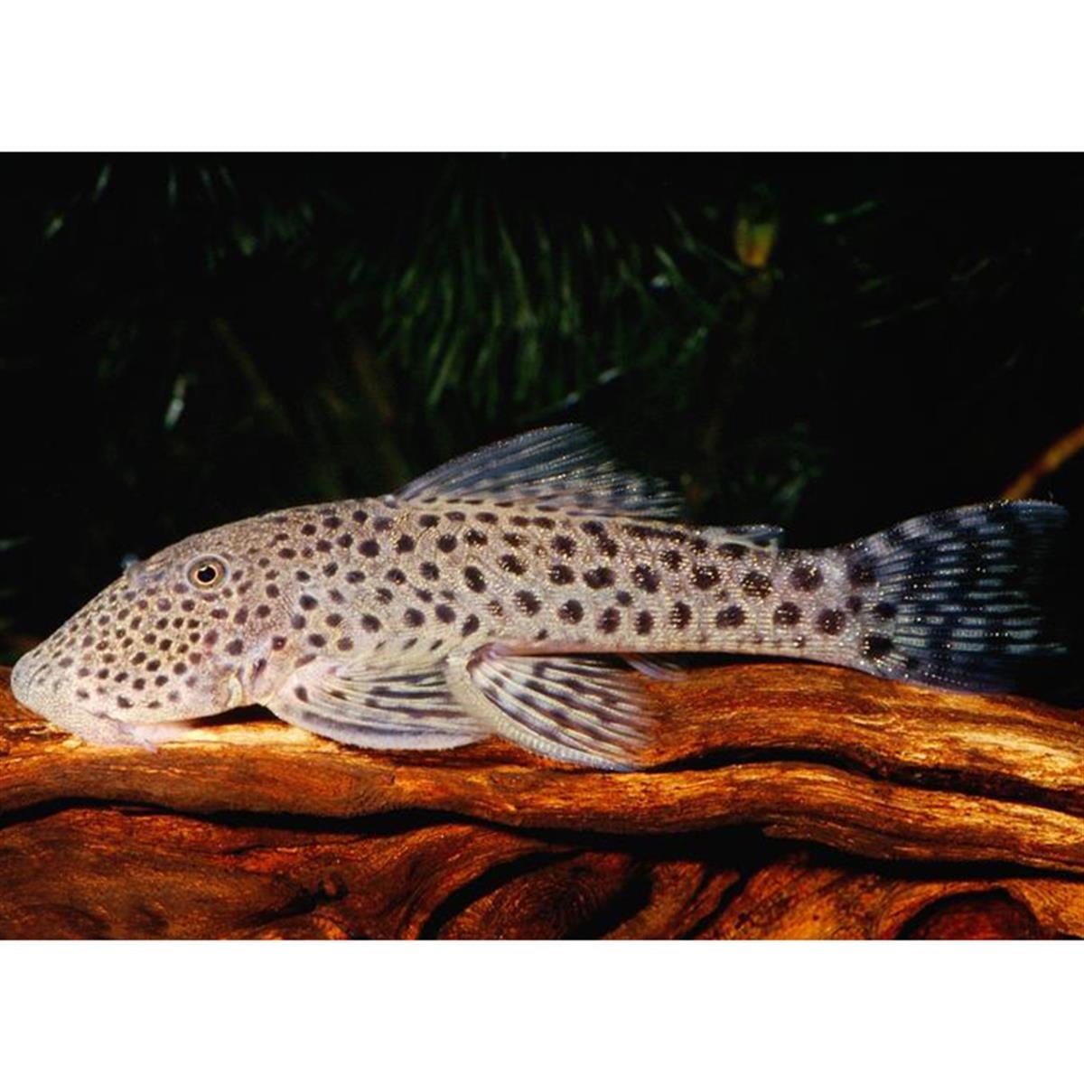 L-148 Total Spotted Plecocanlı-348
