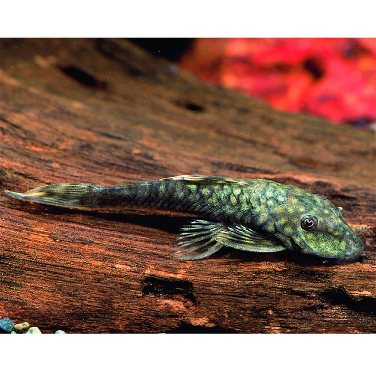 L-149 Ancistrus Brevifiliscanlı-343