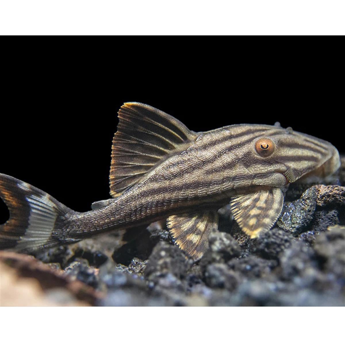 L-190 Royal Plecocanlı-349
