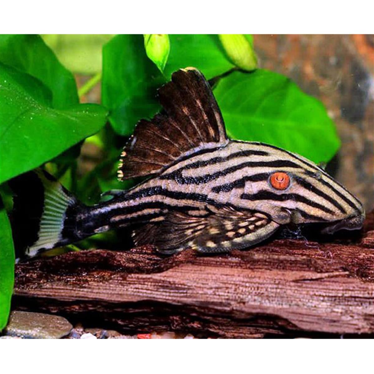 L-191 Broken Line Royal Plecocanlı-350