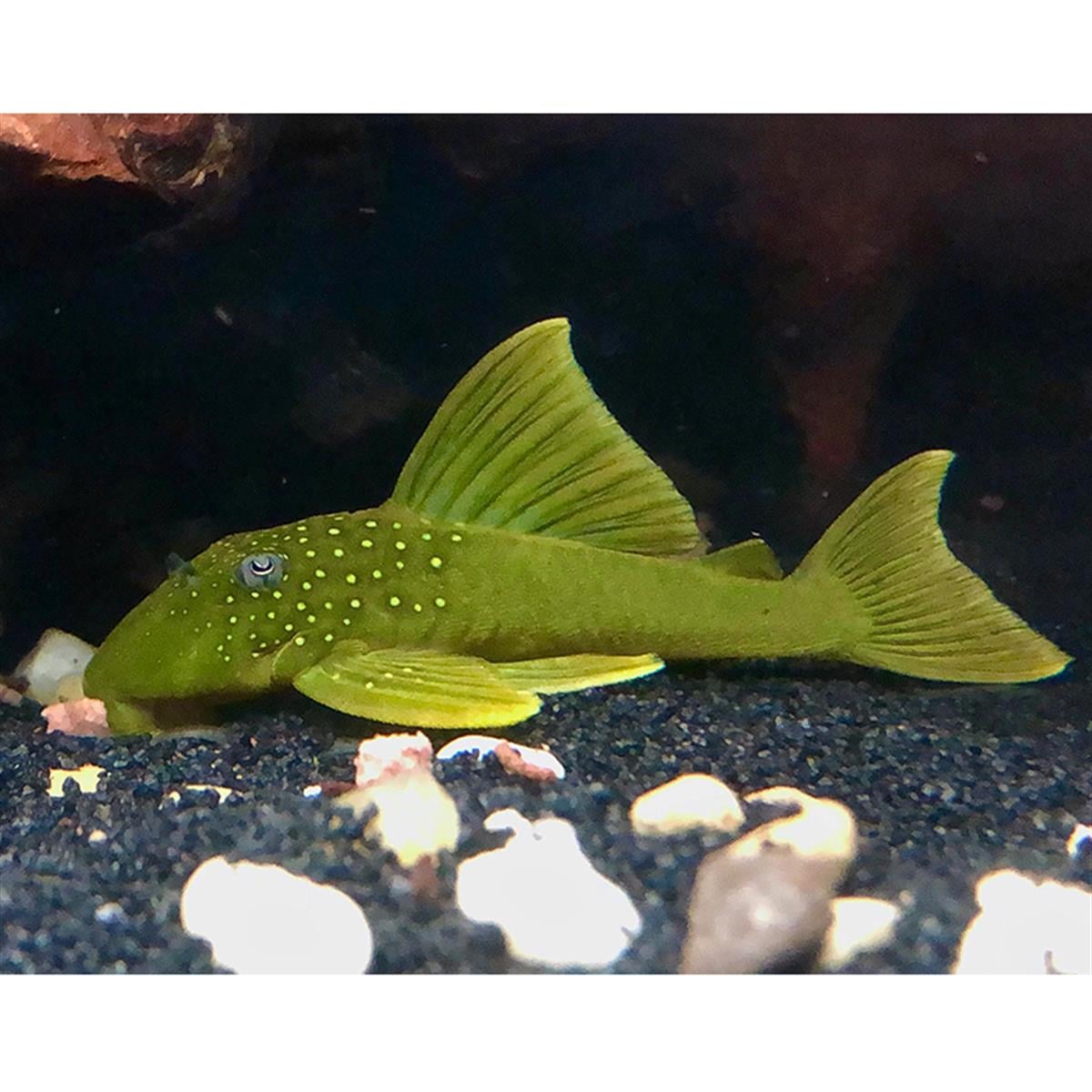 L-200A Hi-fin Green Phantom Plecocanlı-354