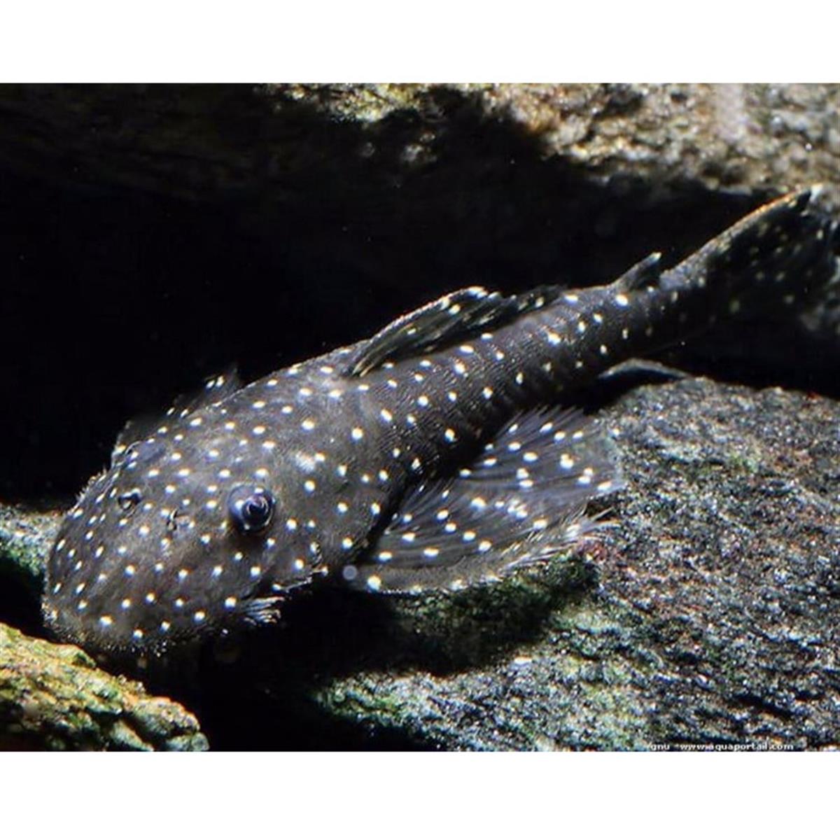 L-235 Flyer Catcanlı-356