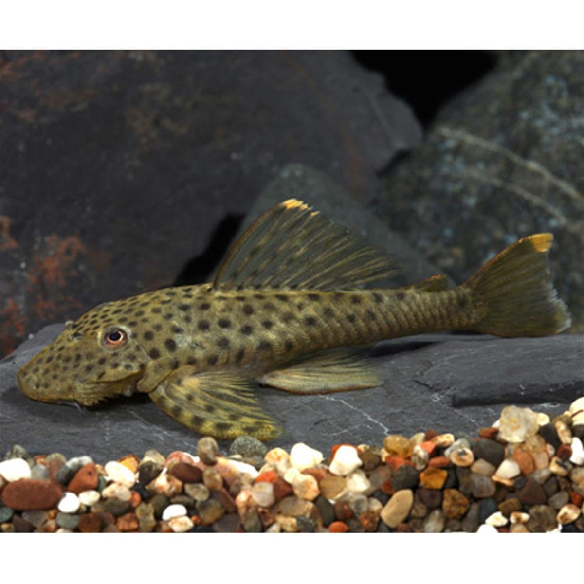 L-244 Pseudolithoxus Dumuscanlı-353