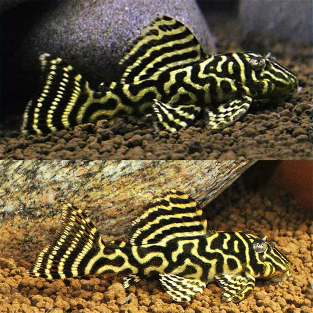 L-340 Mega Clown Plecocanlı-335