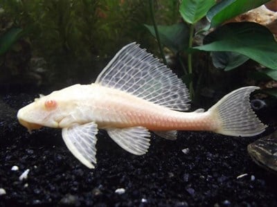 L144 Albino Cüce Vatoz