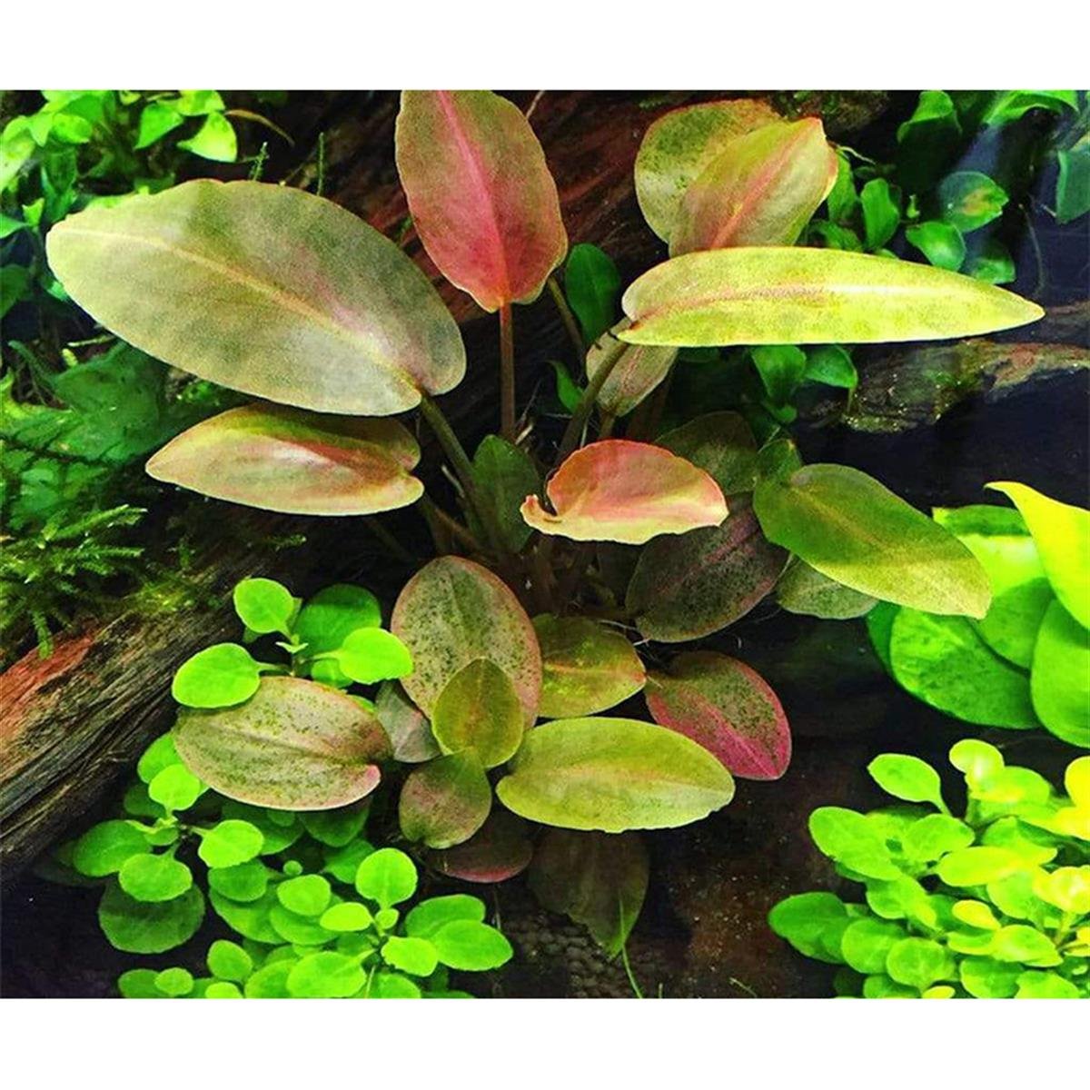 LAGENANDRA MEBOLDİİ RED ROUND IN VITRO 200 CC DEV KAVANOZL01