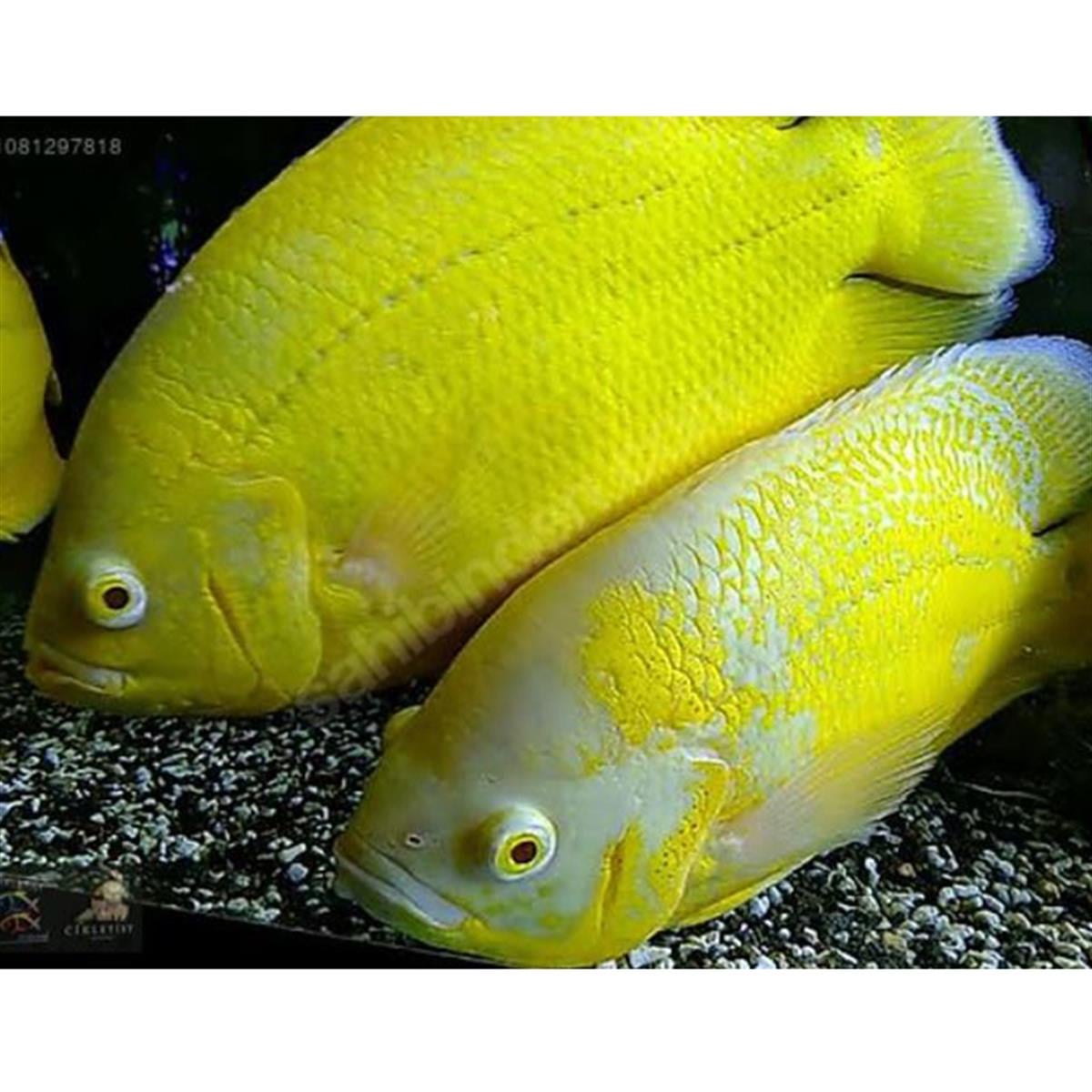 LEMON OSCAR NADİR TÜRcanlı-263