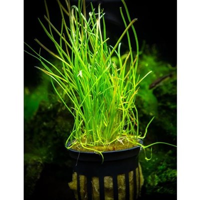 Lilaeopsis Mauritiana