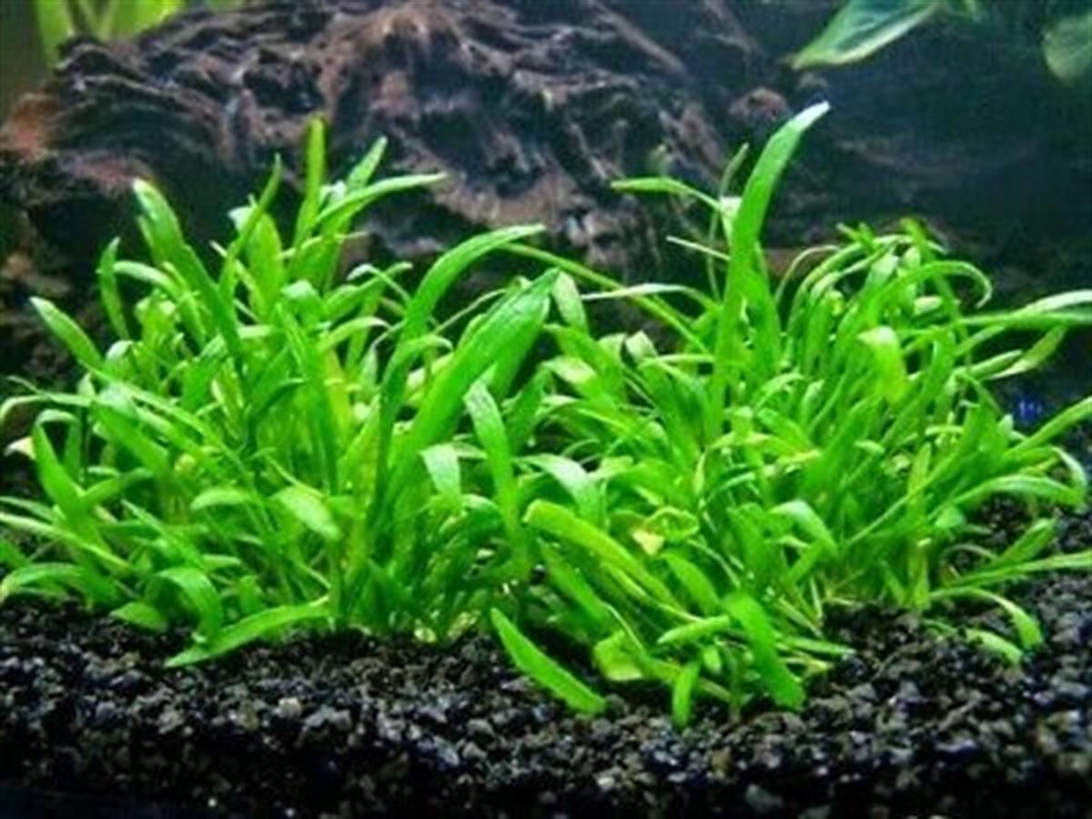 LİLAEOPSİS NOVAEZELANDİAE IN VITRO 100 CC CUPL04-1