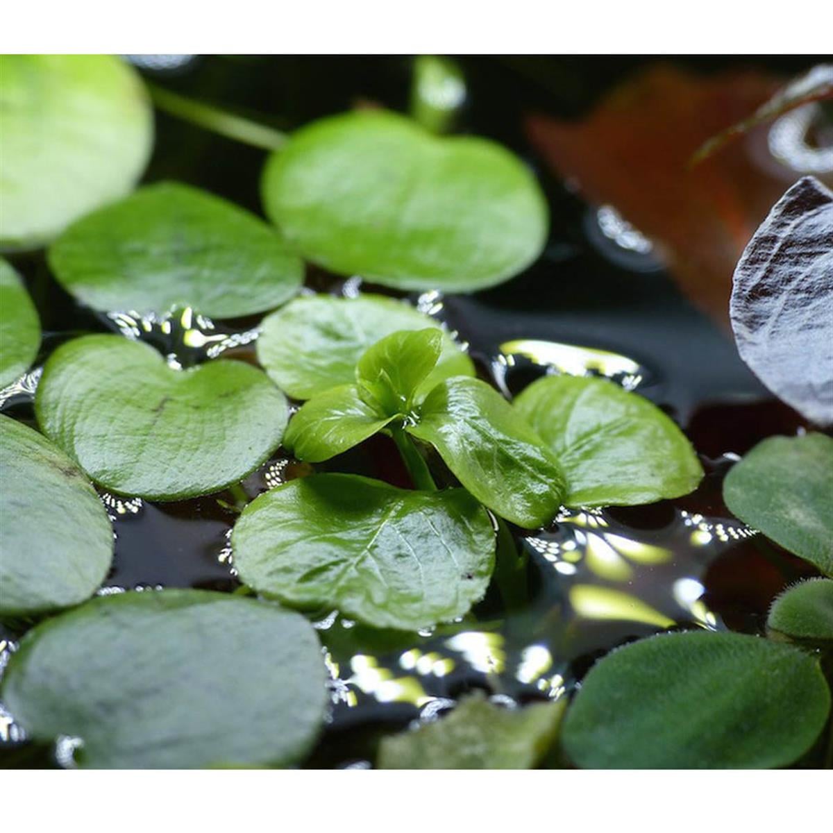 Limnobium LaevigatumSP1164