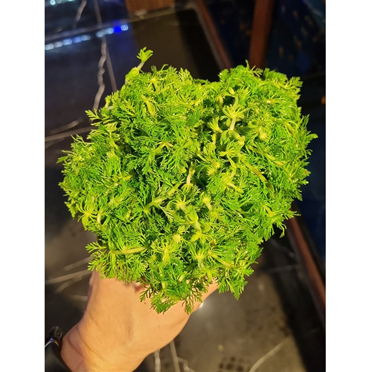 Limnophila sessilifolia (submerge)GLB367