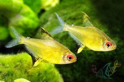 Limon Tetra