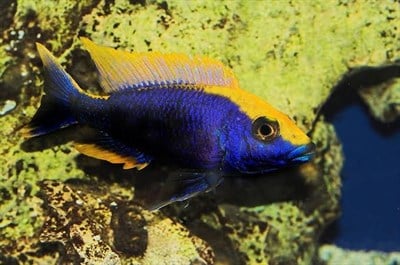 Litobades Sülfür Kafa Ciklet