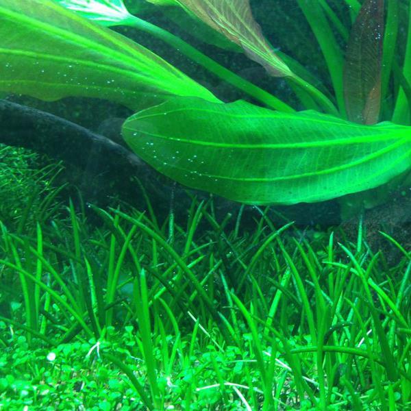 LİTTORELLA UNIFLORA BÜYÜK PORSİYON CREAQUAL02CRB