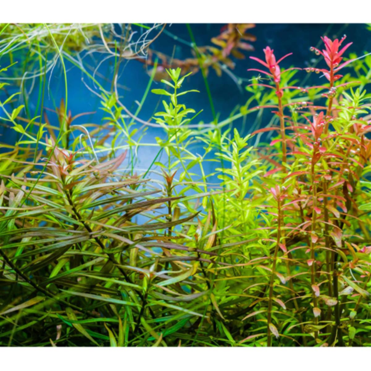 LUDWİGİA ARCUATA IN VITRO 200 CC DEV KAVANOZL12