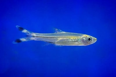 Makas Kuyruk Tetra
