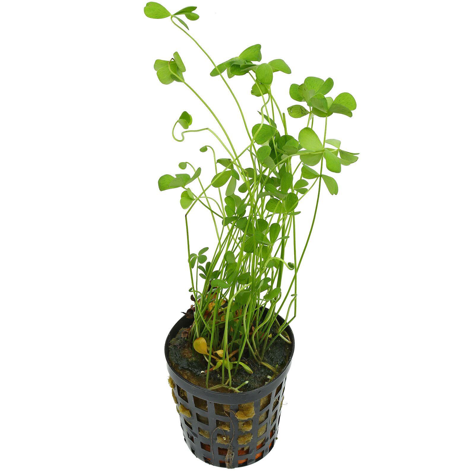 MARSİLEA HİRSUTASP1170