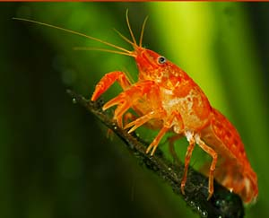 MEKSİKA CÜCE KEREVİT 2 ADETMKS