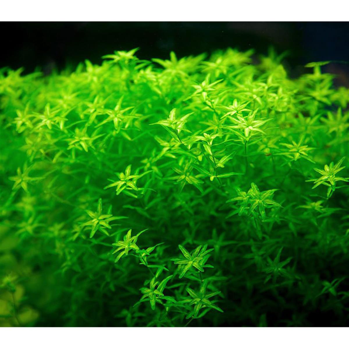 MİCRANTHEMUM MİCRANTHEMOİDES  IN VITRO 200 CC DEV KAVANOZM01