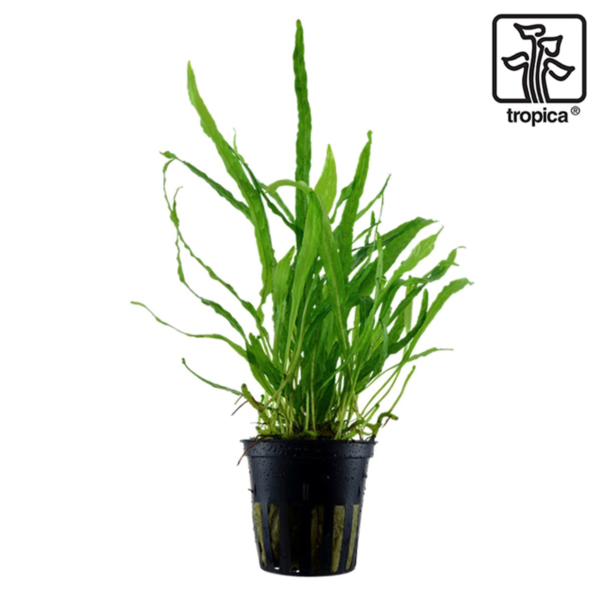 Microsorum pteropus 'Narrow' (Saksı)008A