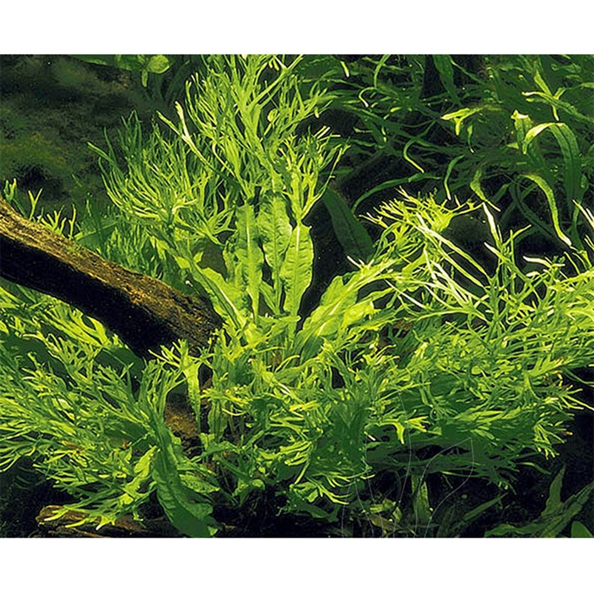 MİCROSORUM PTEROPUS WİNDELOVSP1179
