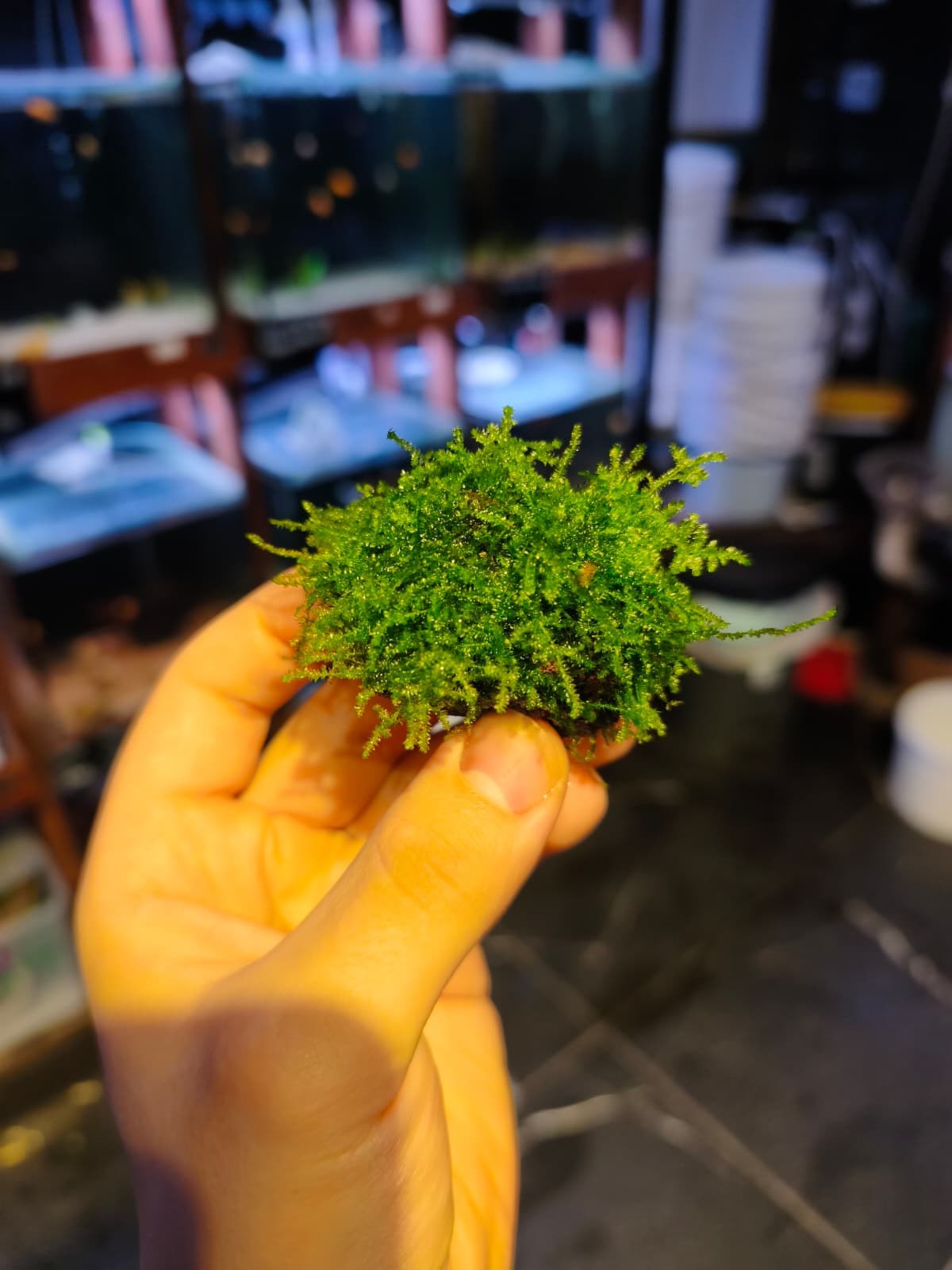 MOSS CHRİSTMASS TAŞ ESKİ SARIMMCRT